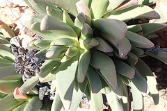 Machairophyllum