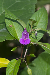 Impatiens tripetala