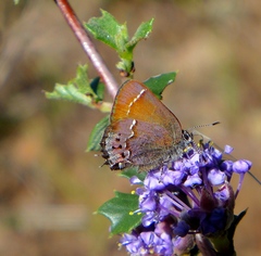 Callophrys