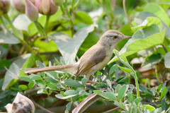 Prinia inornata