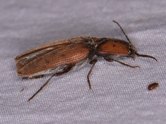 Conoderus xysticus