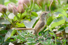 Prinia inornata