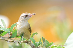 Prinia inornata