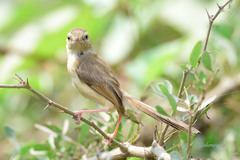 Prinia inornata