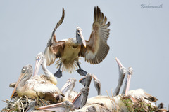 Pelecanus philippensis
