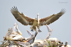 Pelecanus philippensis