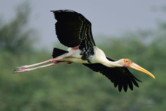 Mycteria leucocephala