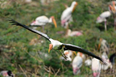 Mycteria leucocephala