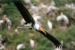 Mycteria leucocephala