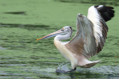 Pelecanus philippensis