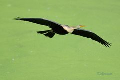 Anhinga melanogaster