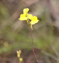 Utricularia juncea