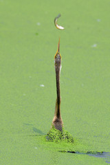 Anhinga melanogaster