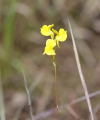 Utricularia juncea