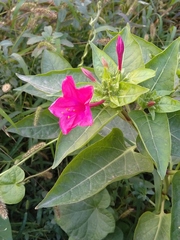 Mirabilis jalapa