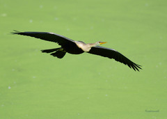 Anhinga melanogaster