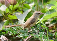 Prinia inornata