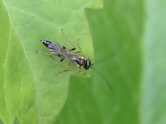 Heterischnus truncator