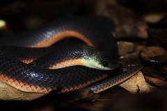 Argentine Pampas Snake photo 2