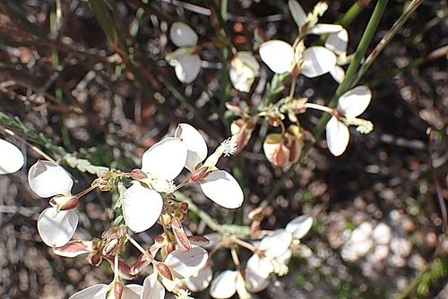 Image of Polygala wittebergensis by no rights reserved