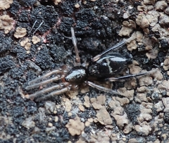 Poecilochroa