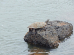 Phrynops williamsi