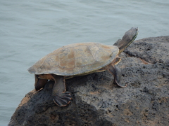 Phrynops williamsi