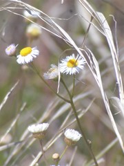 Erigeron quercifolius