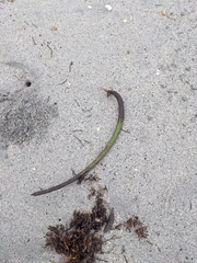 Rhizophora mangle image