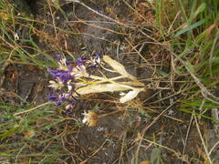 Codonorhiza elandsmontana