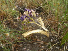 Codonorhiza elandsmontana