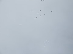 Rostrhamus sociabilis