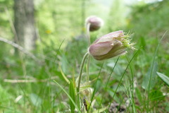 Pulsatilla vernalis