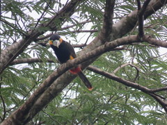 Selenidera maculirostris