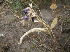 Codonorhiza elandsmontana