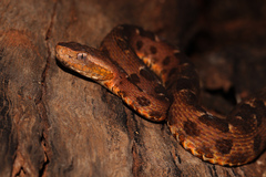 Bothrops pauloensis