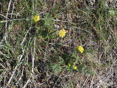 Lomatium plummerae