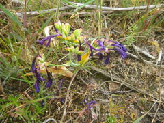 Codonorhiza elandsmontana