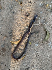 Xenopeltidae