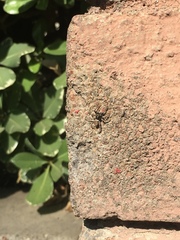 Menemerus semilimbatus