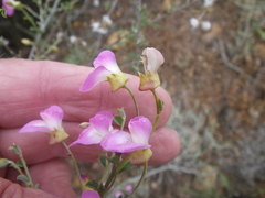 Podalyria microphylla