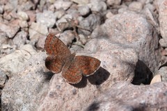 Calephelis arizonensis