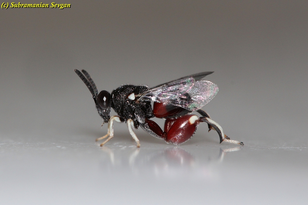 Brachymeria kassalensis