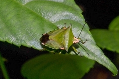 Rhynchocoris plagiatus