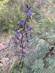 Dianella caerulea producta