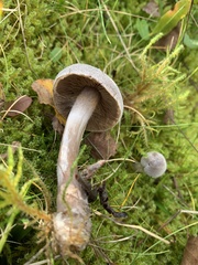 Cortinarius hemitrichus