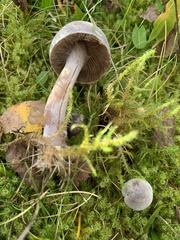 Cortinarius hemitrichus