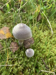 Cortinarius hemitrichus