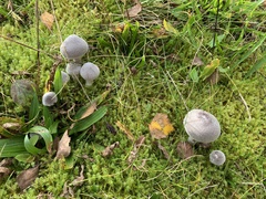 Cortinarius hemitrichus