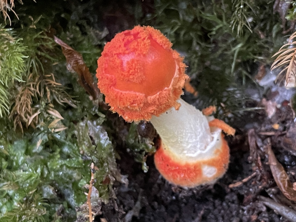 Red Volva Amanita (Amanita Mushrooms of the World) · iNaturalist